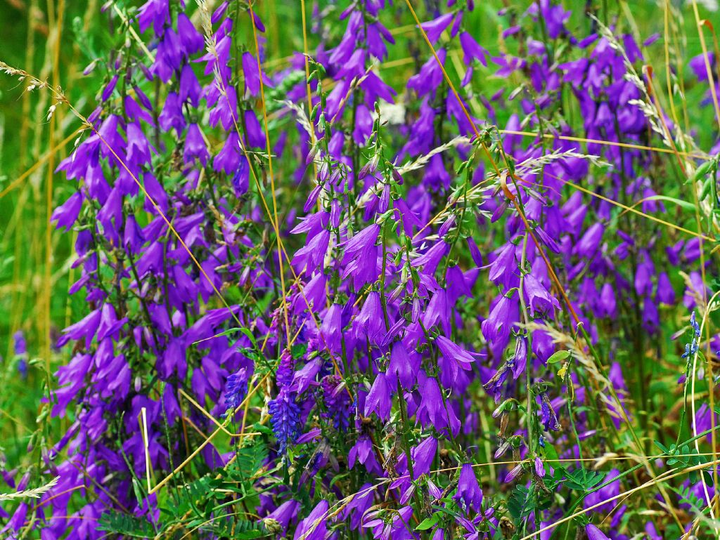 Grandi fiori viola: Campanula rapunculoides